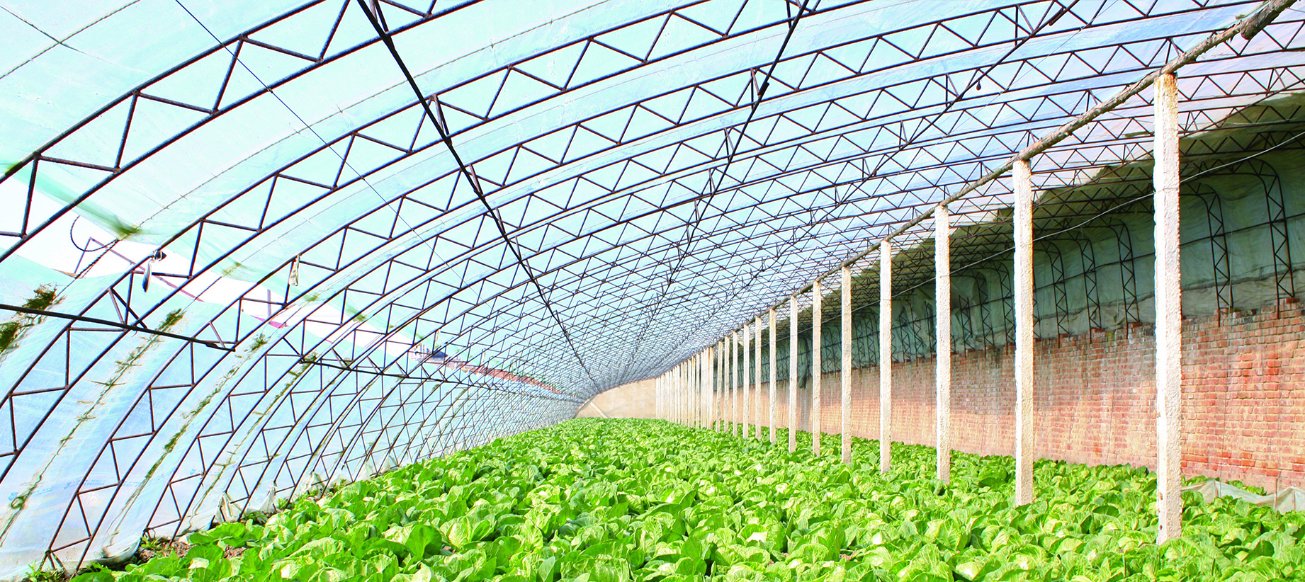 Galvanized Wire Used For Greenhouse